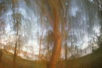 Poplars, sunset light