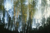 Camera motion on poplars, sunset light