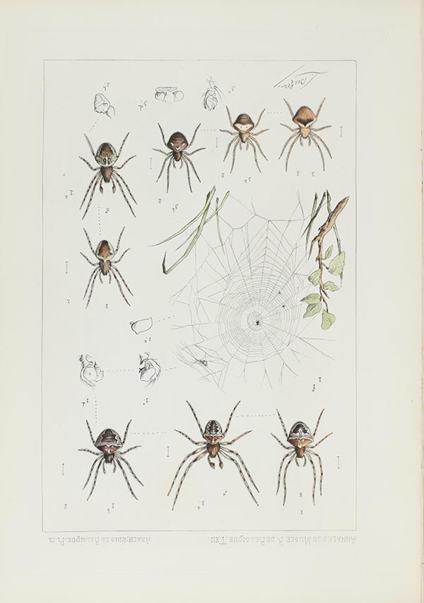 Illustrations of spiders.