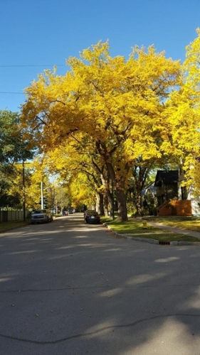 Yellow leaves on trees along a street.