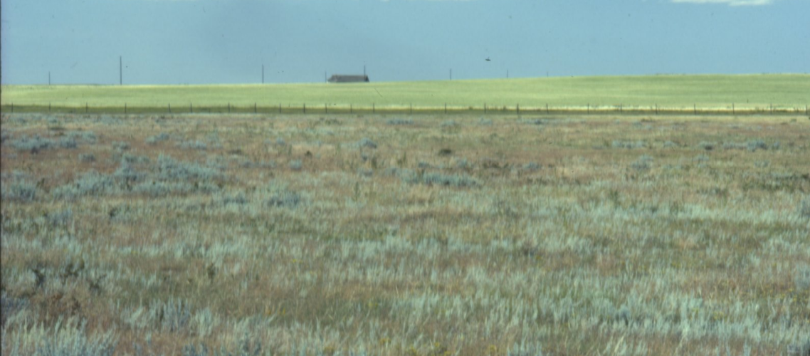 Prairie Pastel : Milne 060-233